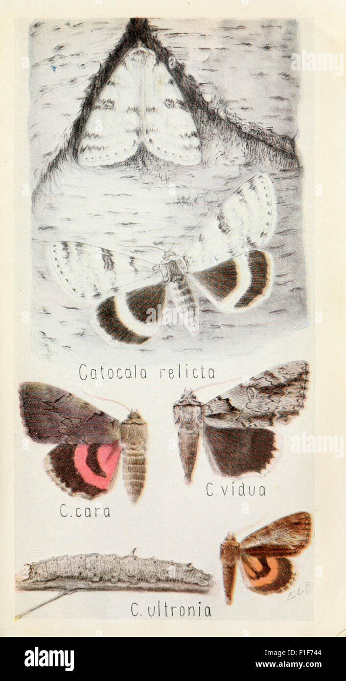 The 'Field Book of Insects' is a vintage guide to identifying and ...