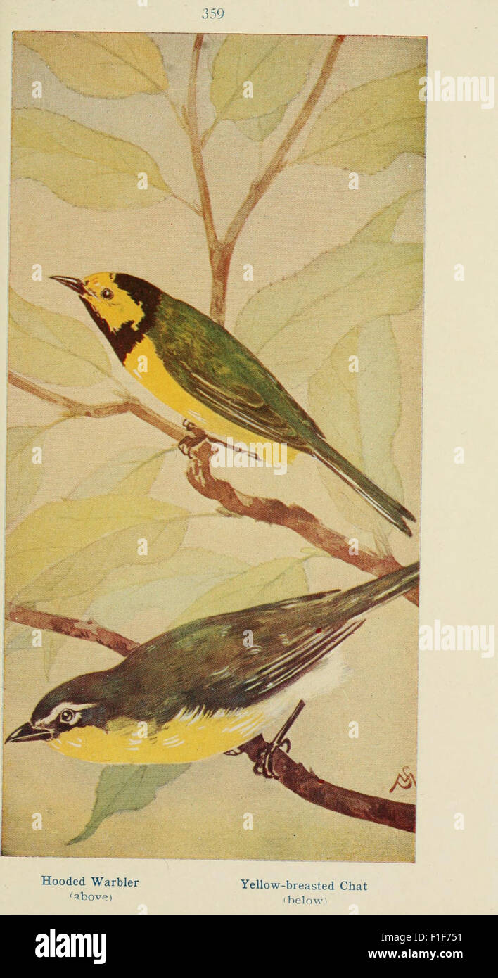 A field guide documenting wild birds and their songs, providing insight ...
