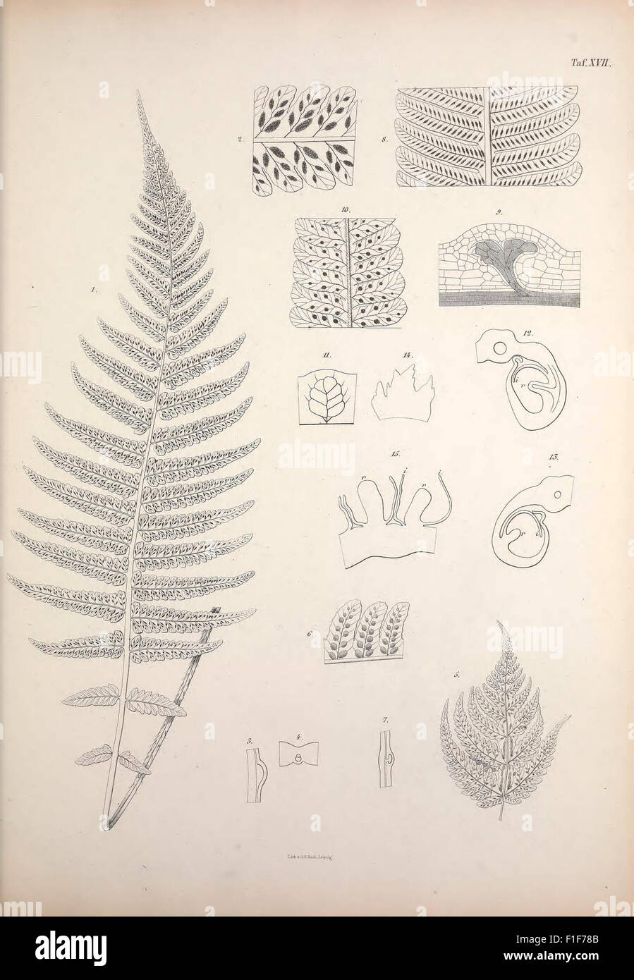 A botanical work from the Leipzig Botanical Garden focusing on ferns ...