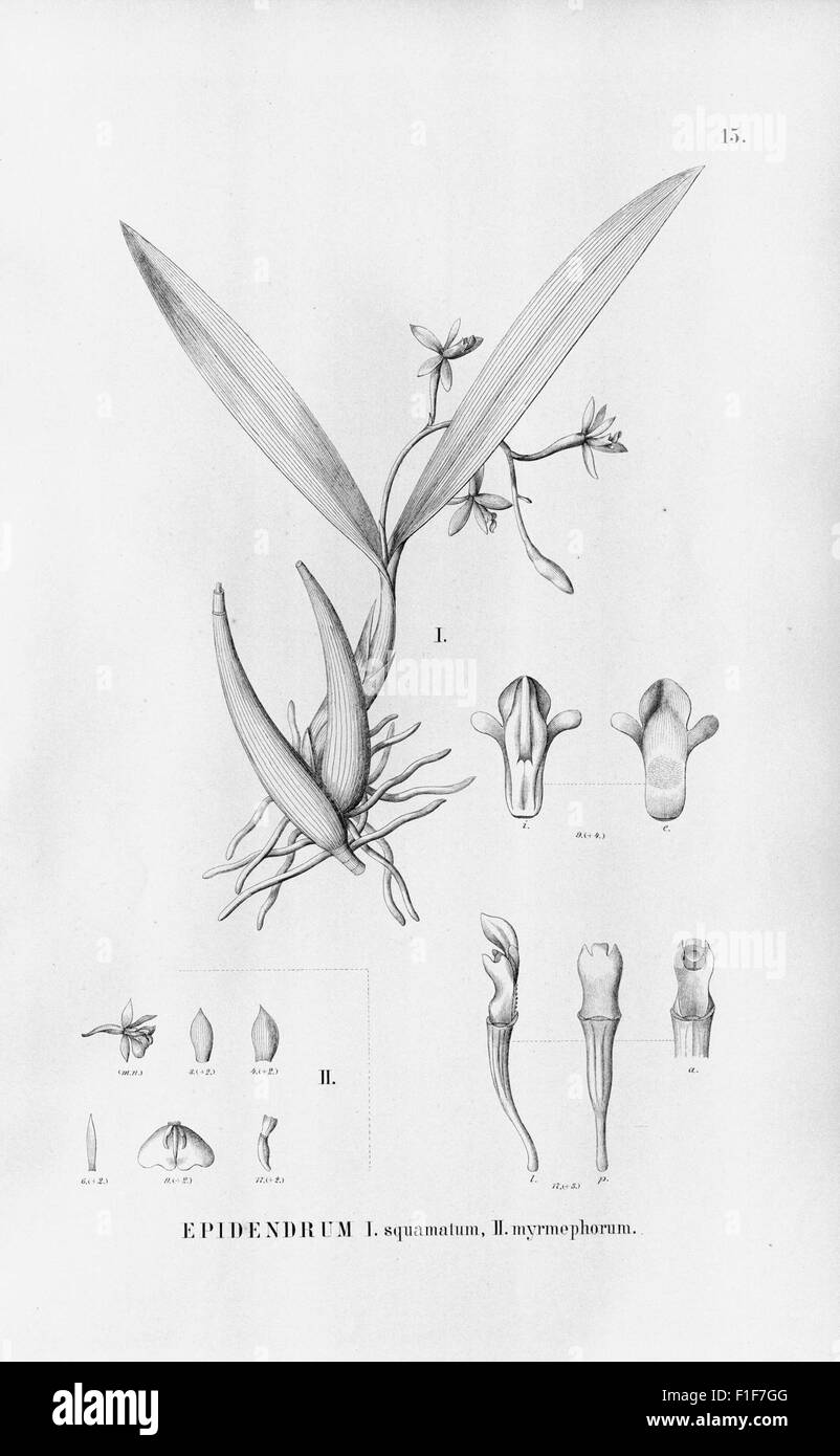 Flora Brasiliensis, enumeratio plantarum in Brasilia hactenus
