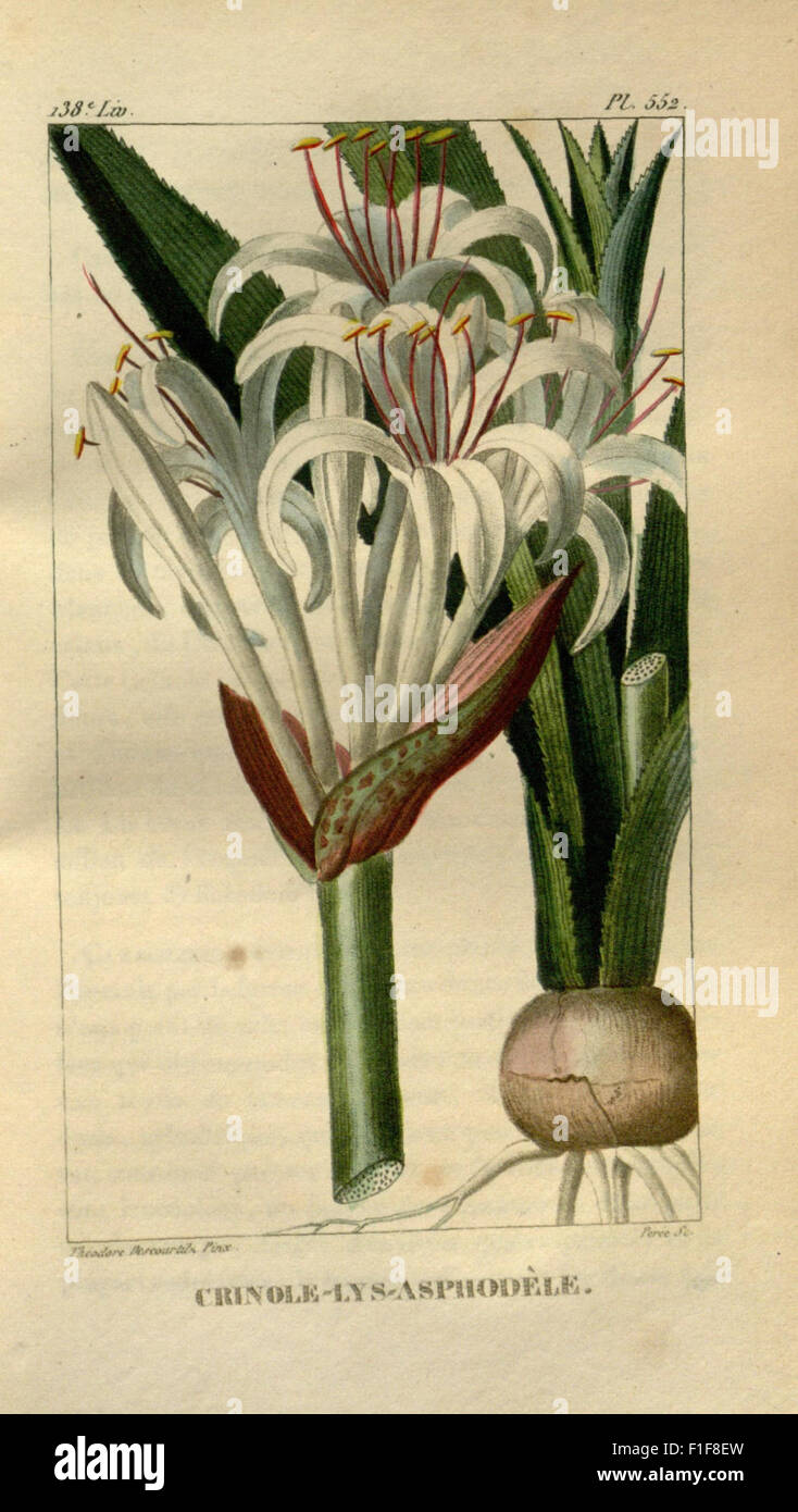 A botanical work focusing on the medicinal plants of the Caribbean ...