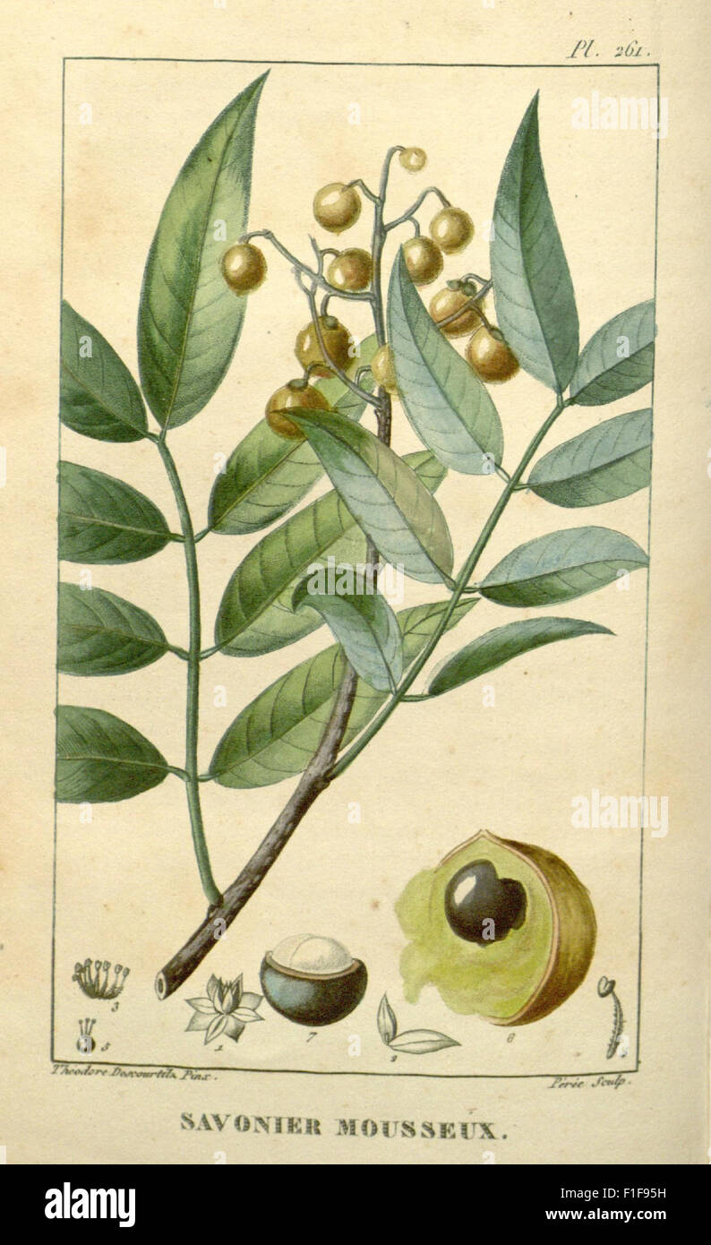 A comprehensive guide to the medicinal plants of the Caribbean ...