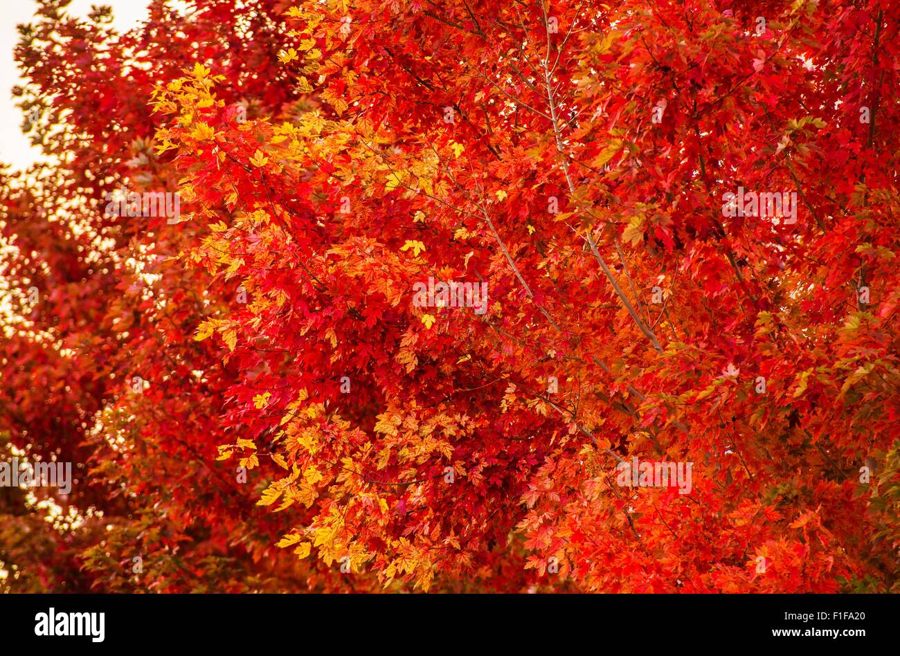 Red Fall Trees Closeup. Fall Foliage. Stock Photo
