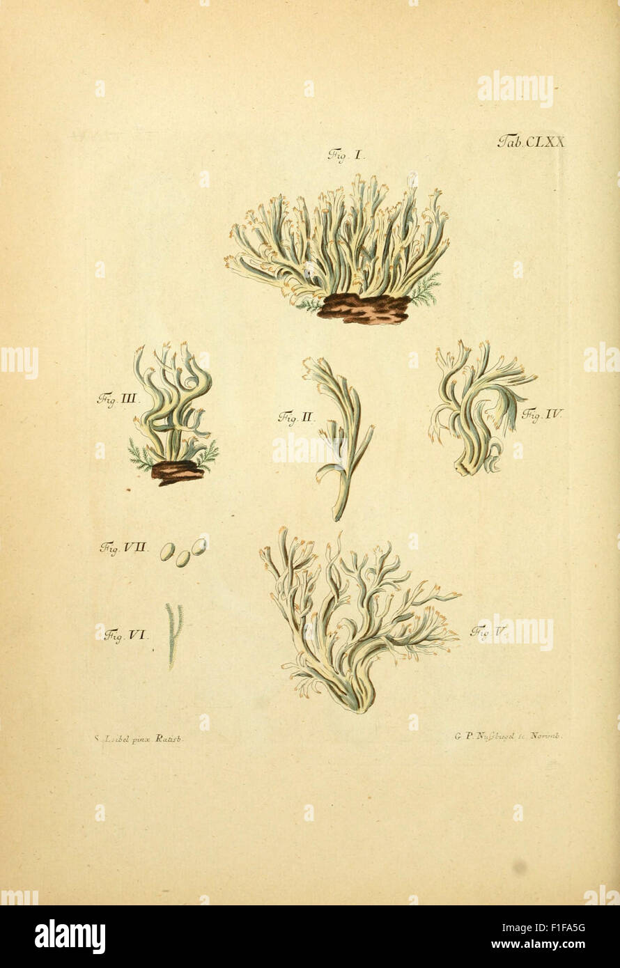 This 19th-century work focuses on the fungi of Bavaria and Palatinate ...