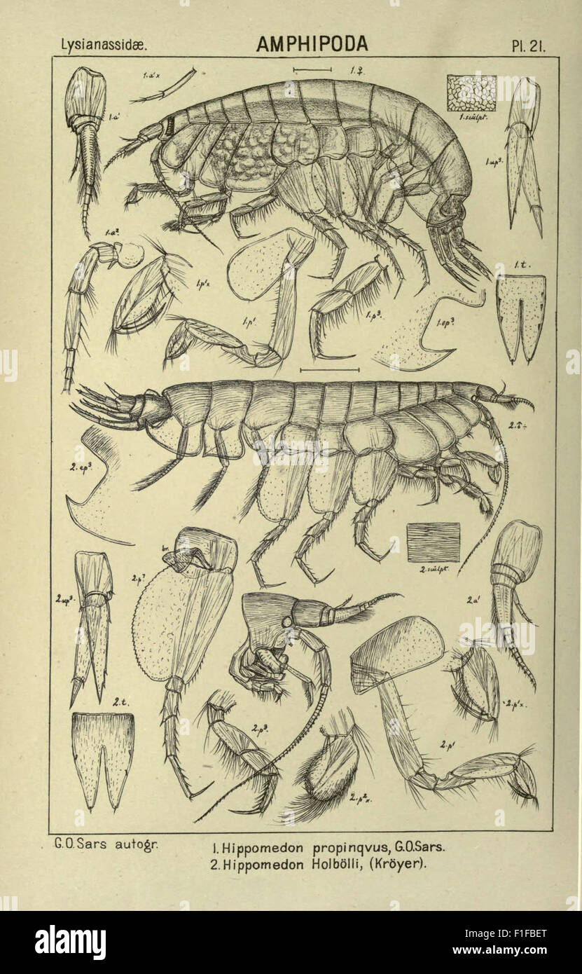 An account of the Crustacea of Norway (Pl. 21) Stock Photo