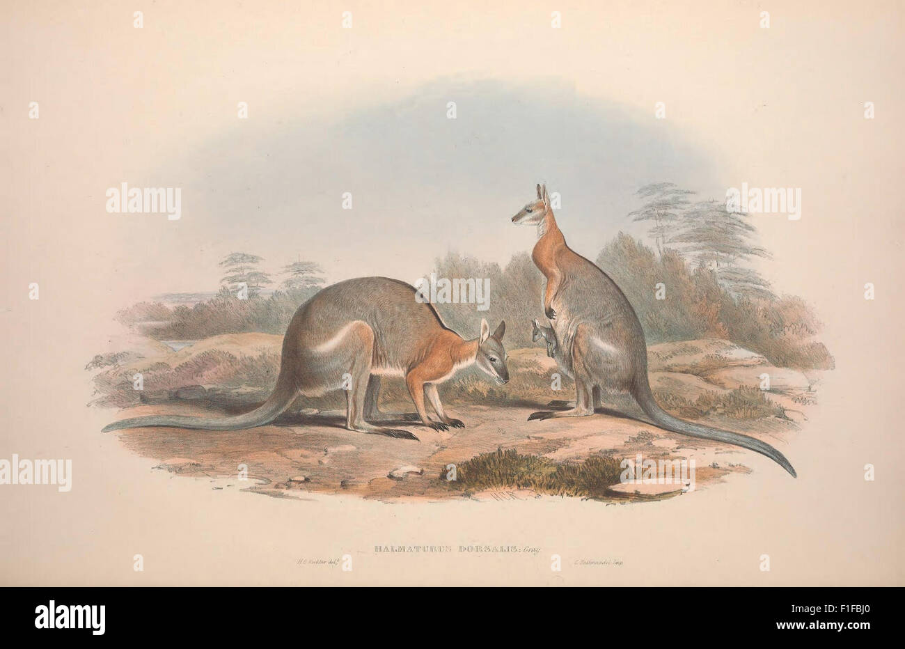 This Monograph Provides An In depth Study Of The Macropodidae Family this-monograph-provides-an-in-depth-study-of-the-macropodidae-family