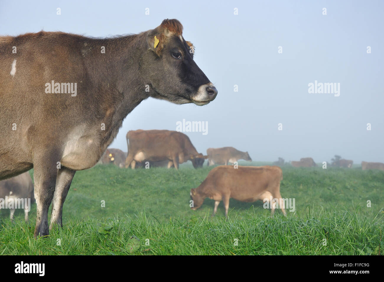 Jersey Cow on pasture at a West Coast farm, New Zealand Stock Photo - Alamy