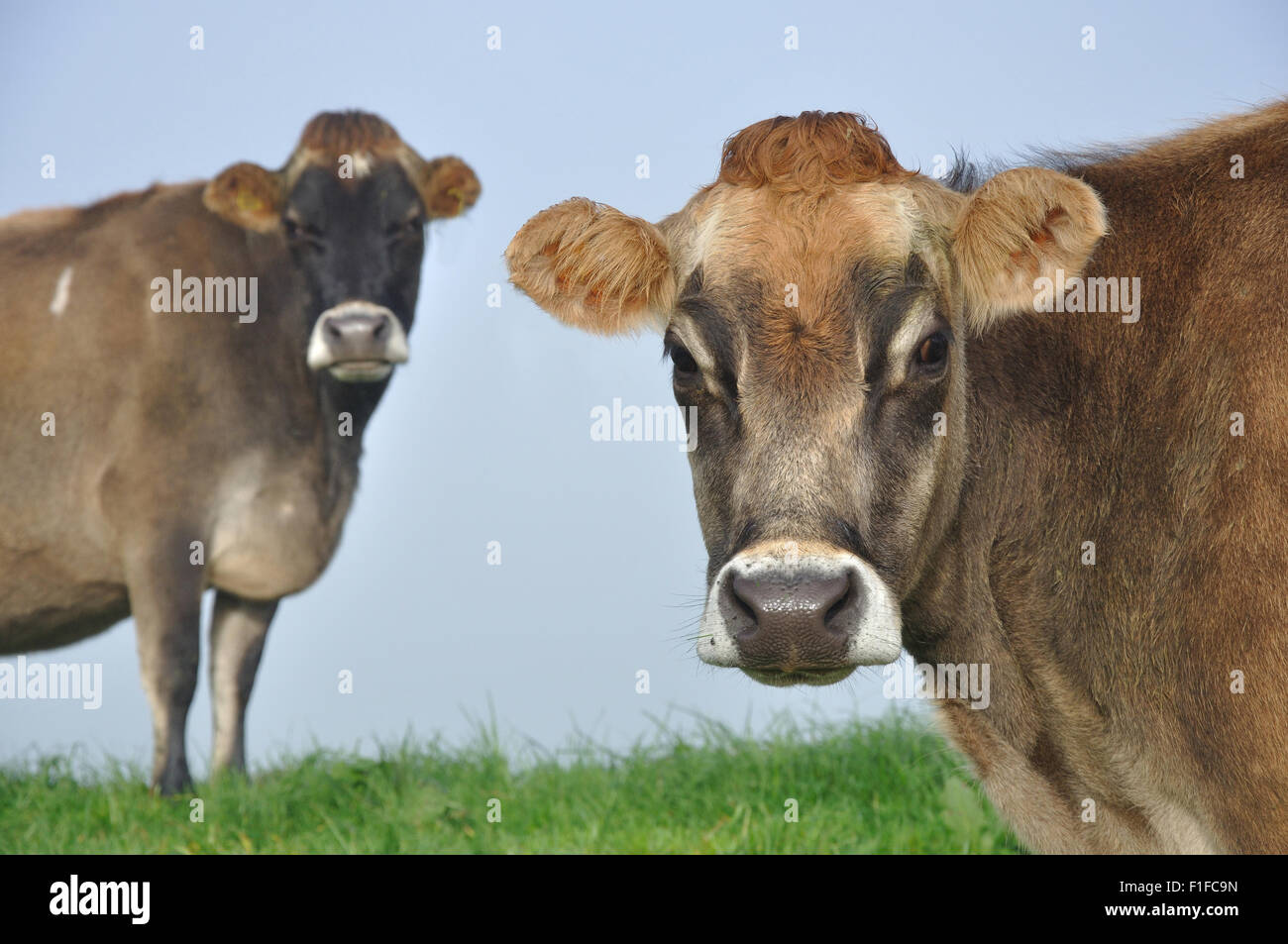 Jersey Cow on pasture at a West Coast farm, New Zealand Stock Photo - Alamy