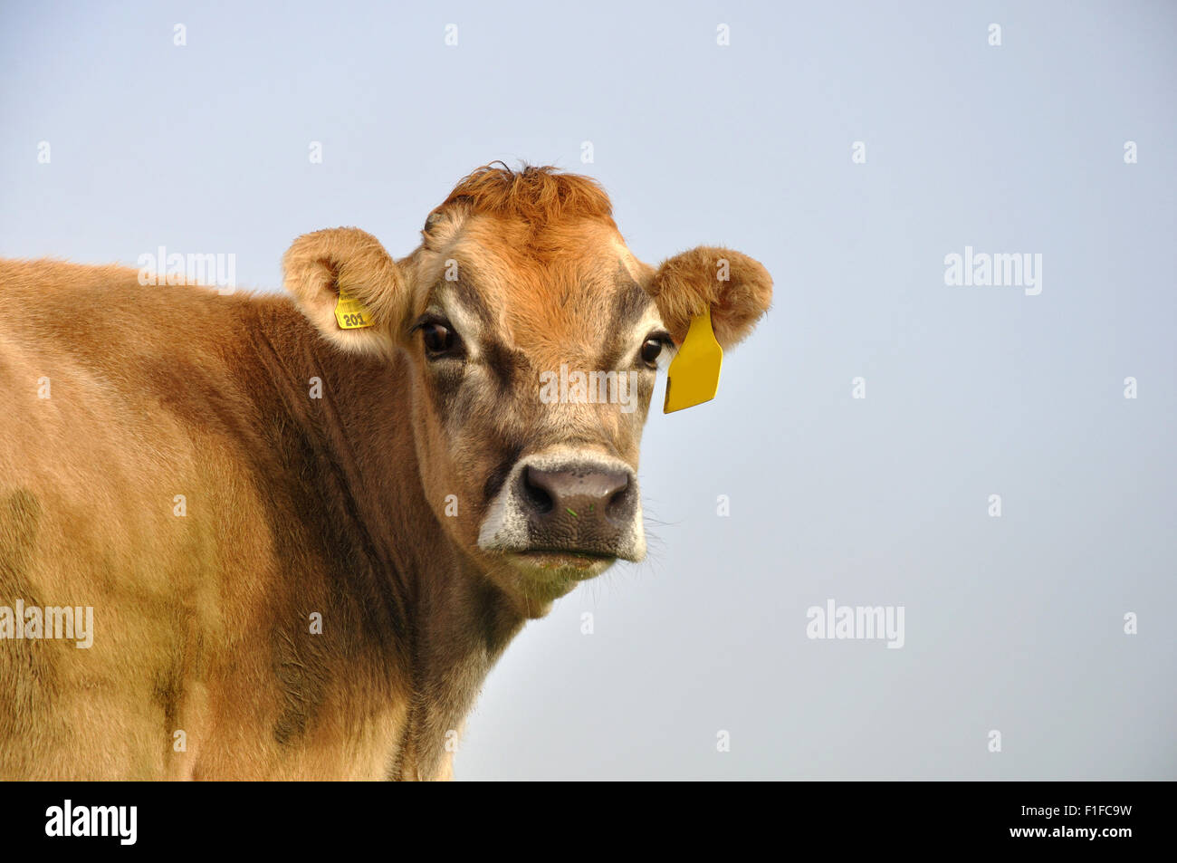 Jersey Cow on pasture at a West Coast farm, New Zealand Stock Photo Alamy