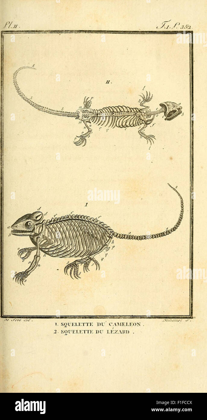 Planches histoire naturelle REPTILES. N 2 fossile main image 1