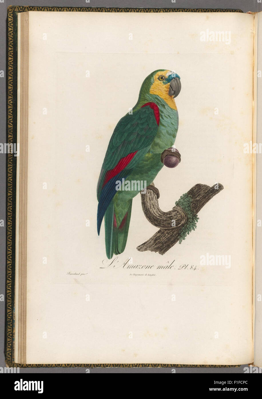 Histoire Naturelle des Perroquets is a detailed study of parrots