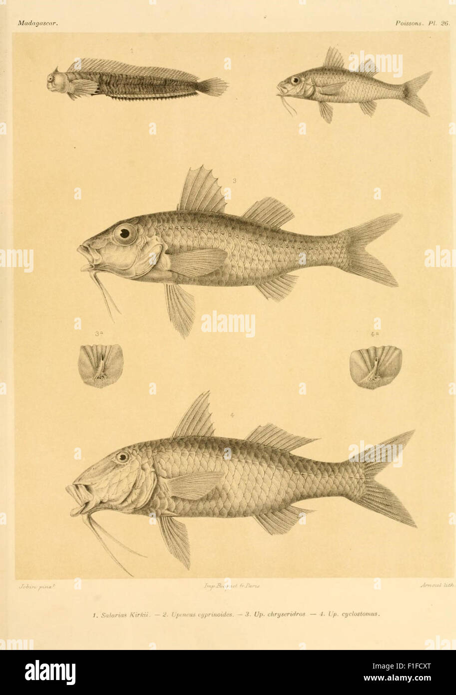 Histoire physique, naturelle, et politique de Madagascar Stock Photo