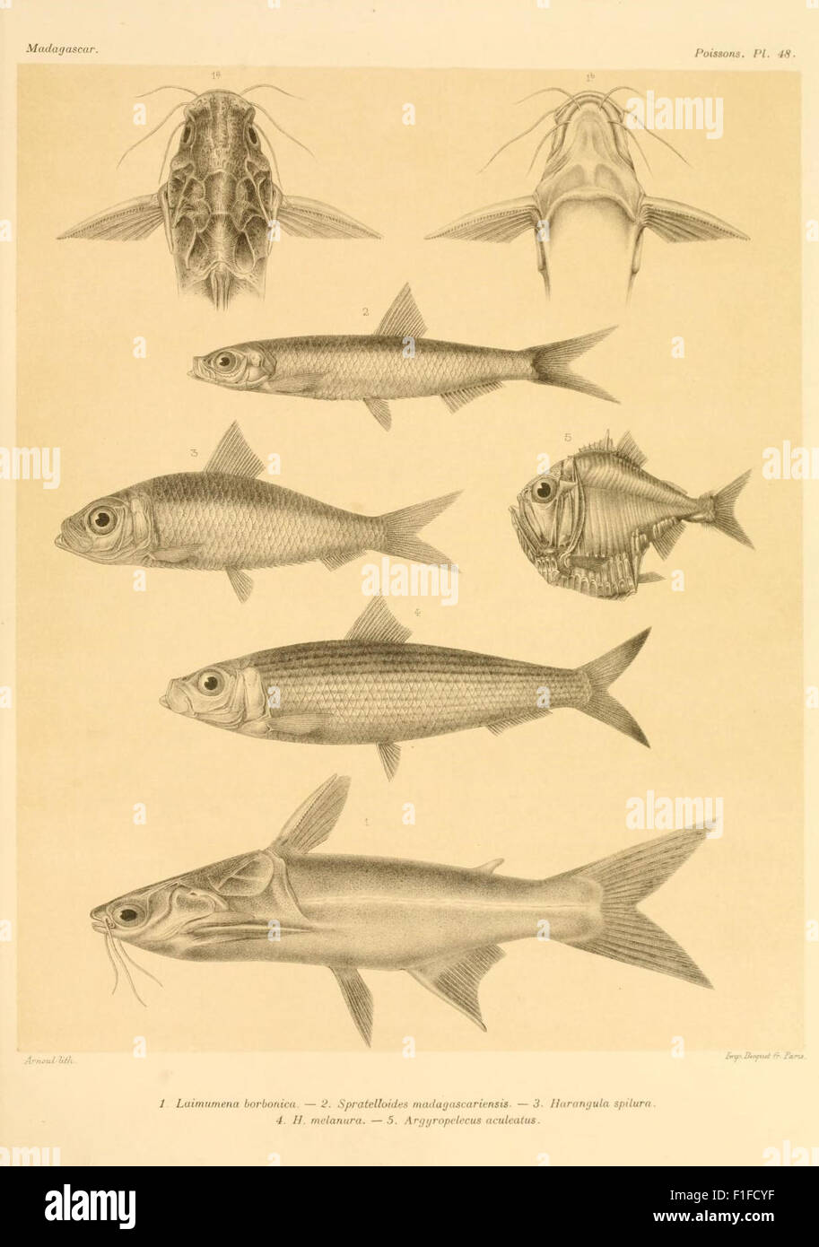 Histoire physique, naturelle, et politique de Madagascar Stock Photo