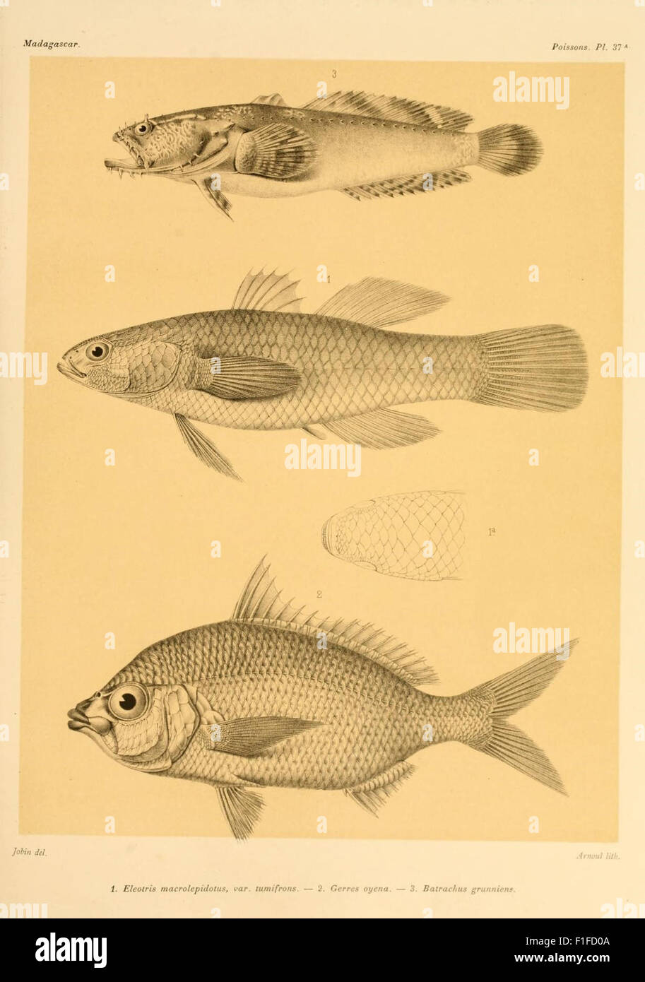 Histoire physique, naturelle, et politique de Madagascar Stock Photo