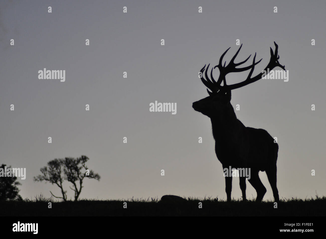 Silhouette of red deer stag, West Coast, South Island, New Zealand Stock Photo