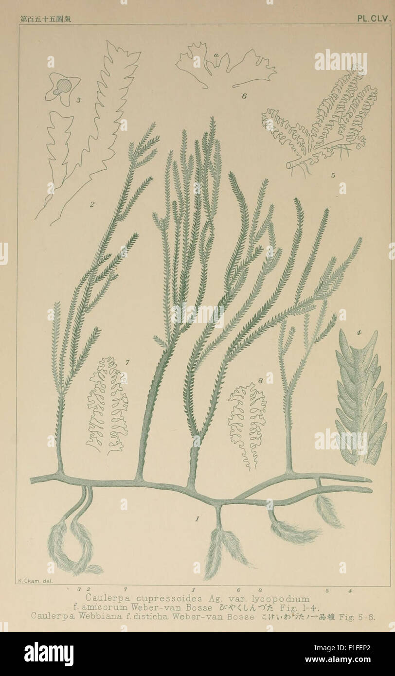 Understanding algal morphology hi-res stock photography and images - Alamy