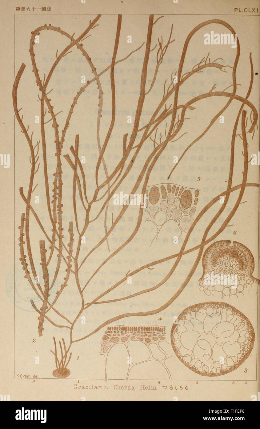 'Icones of Japanese Algae' is a botanical work that features ...