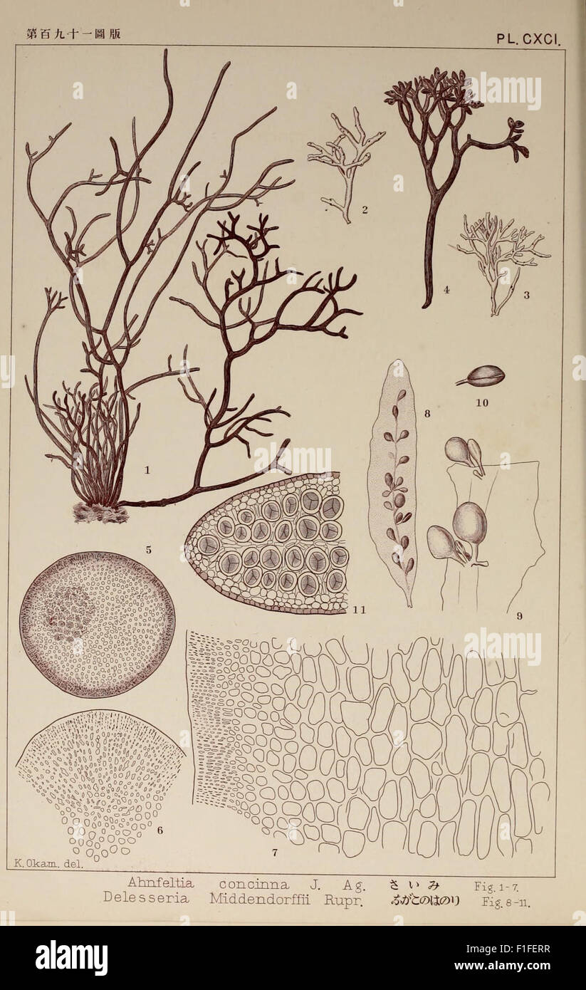*Icones of Japanese Algae* features detailed illustrations of algae ...