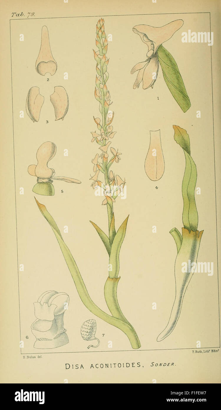 This botanical work features detailed illustrations of South African ...