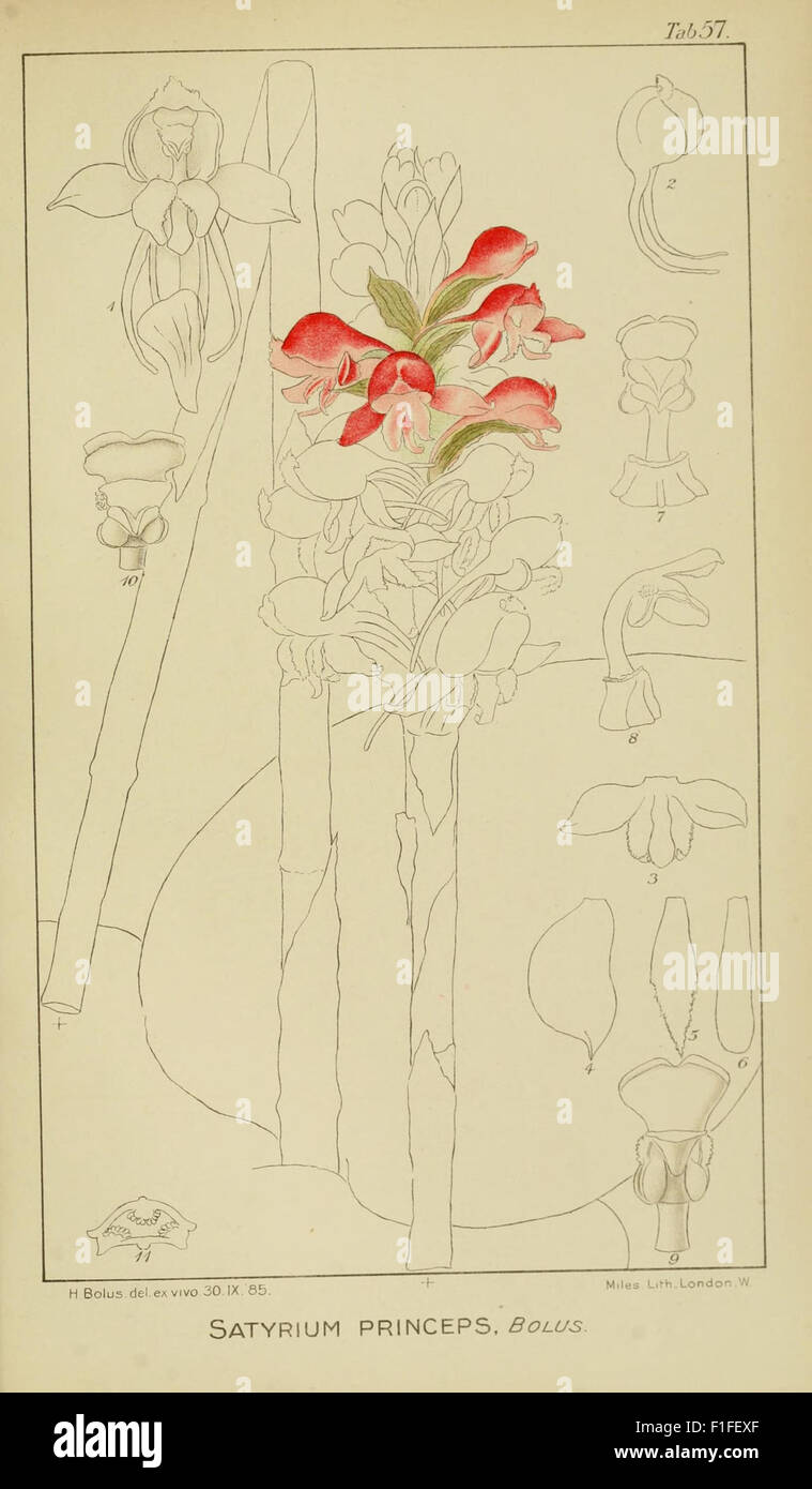 This botanical work presents illustrations of South African orchids ...