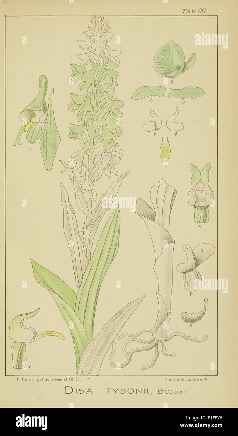 This work provides a detailed illustrated account of orchids native to ...