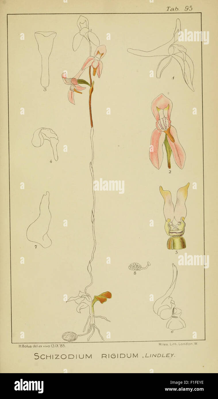 This work features illustrations of rare South African orchids from the ...