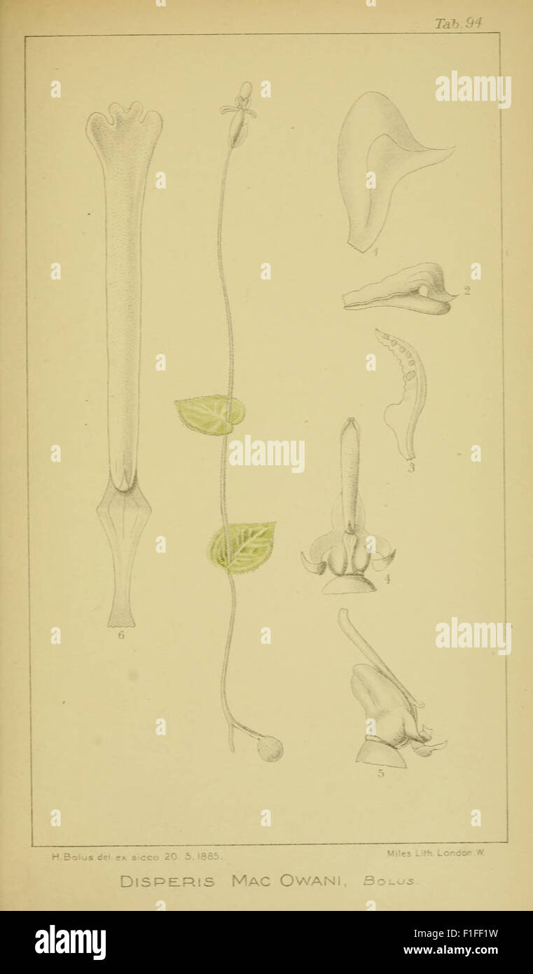 This illustrated work depicts South African orchids, focusing on extra ...