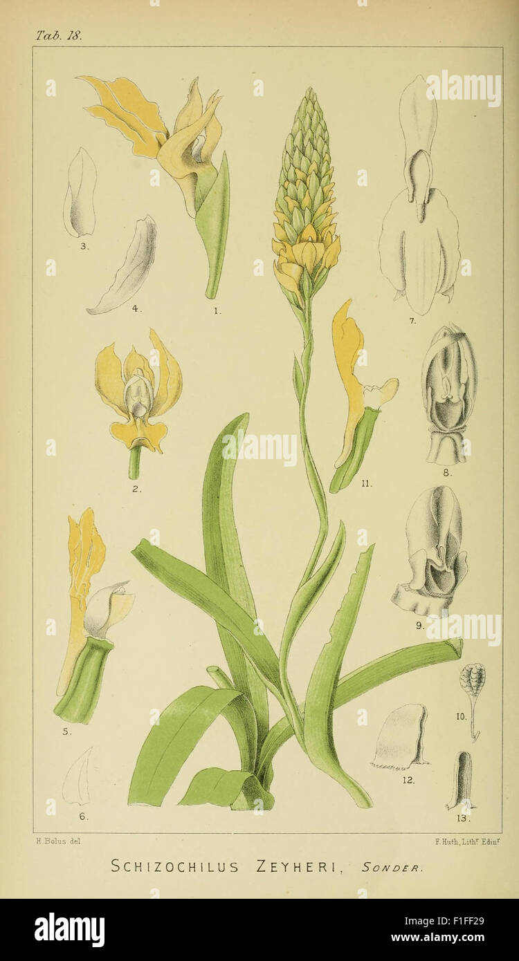 This botanical work presents illustrations of orchids from southern ...