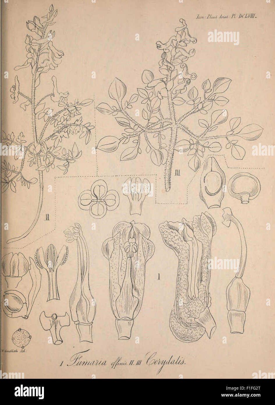 *Icones Plantarum Asiaticarum* is a botanical work illustrating plant ...
