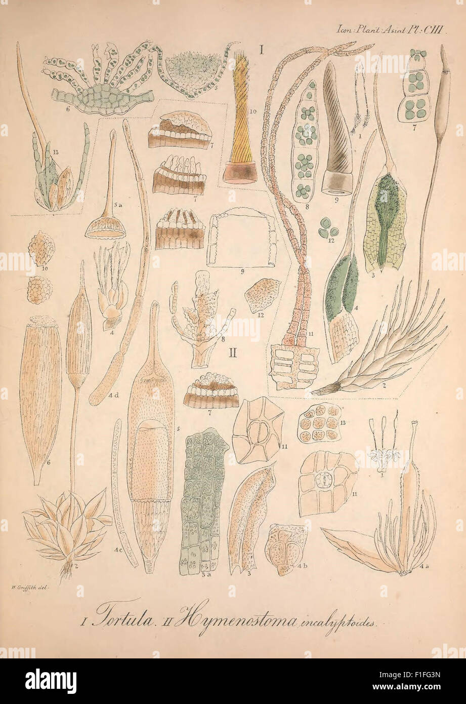 This historical botanical work features detailed illustrations of Asian ...