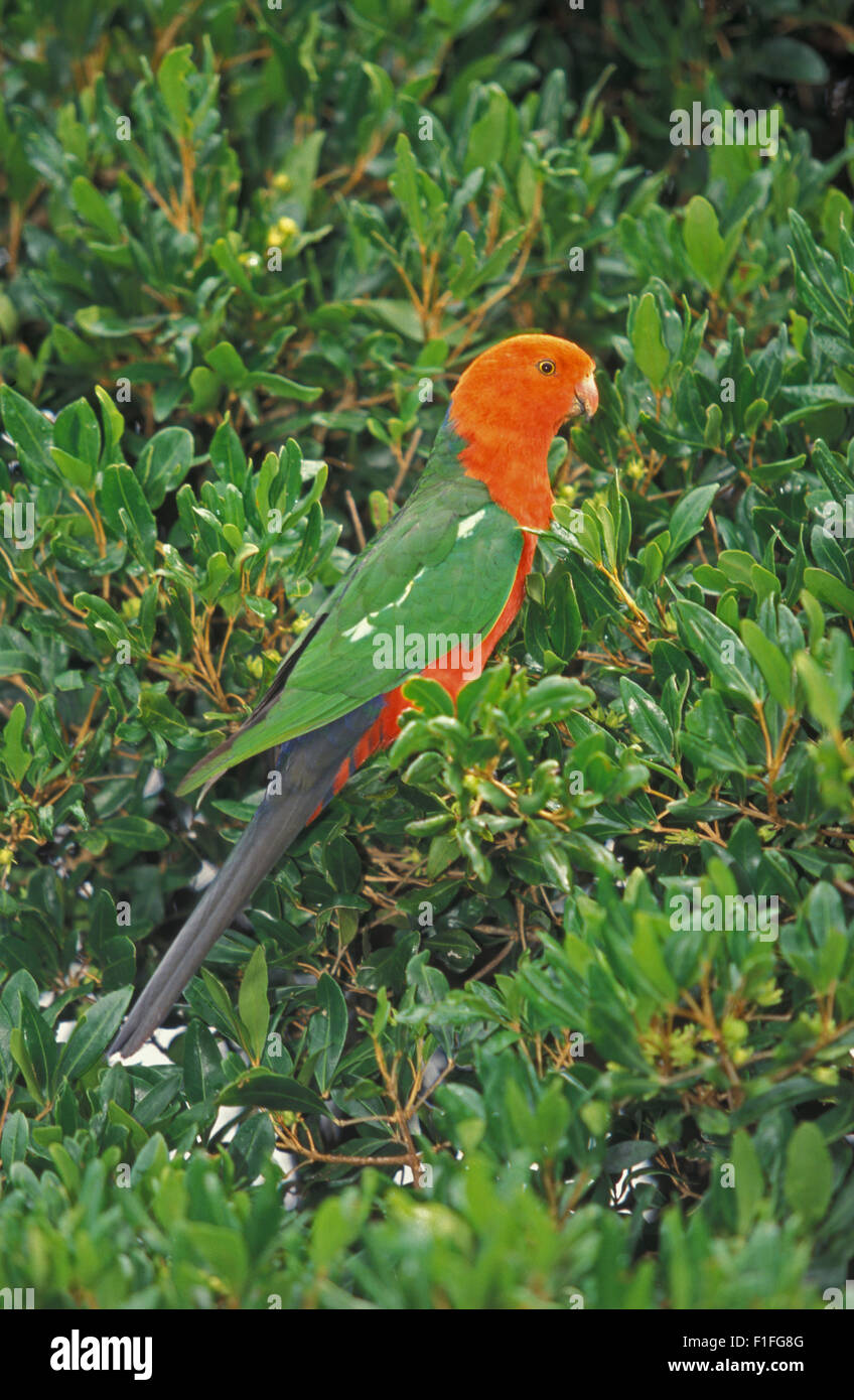 AUSTRALIAN KING PARROT, MALE, (ALISTERIS SCAPULARIS Stock Photo Alamy