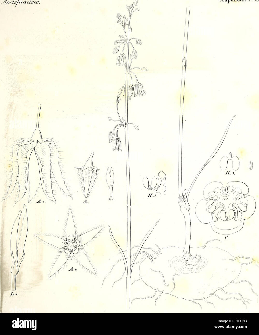 Iconographia generum plantarum (1838 Stock Photo Alamy