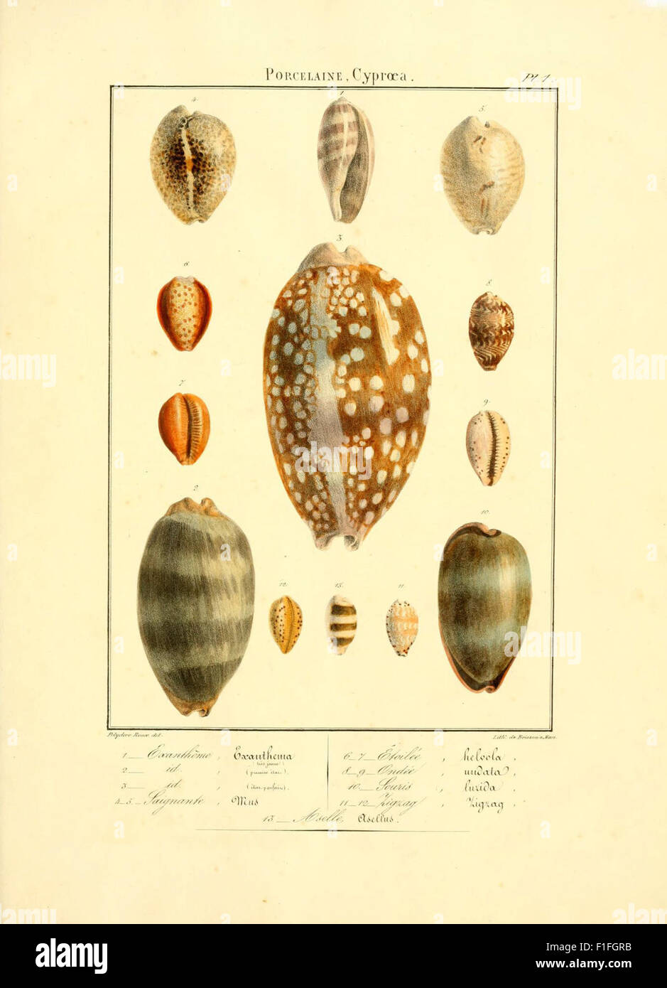 *Iconographie Conchyliologique* is a conchological work that compiles ...