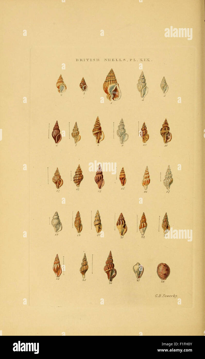 Illustrated index of British shells (PL. XIX) Stock Photo