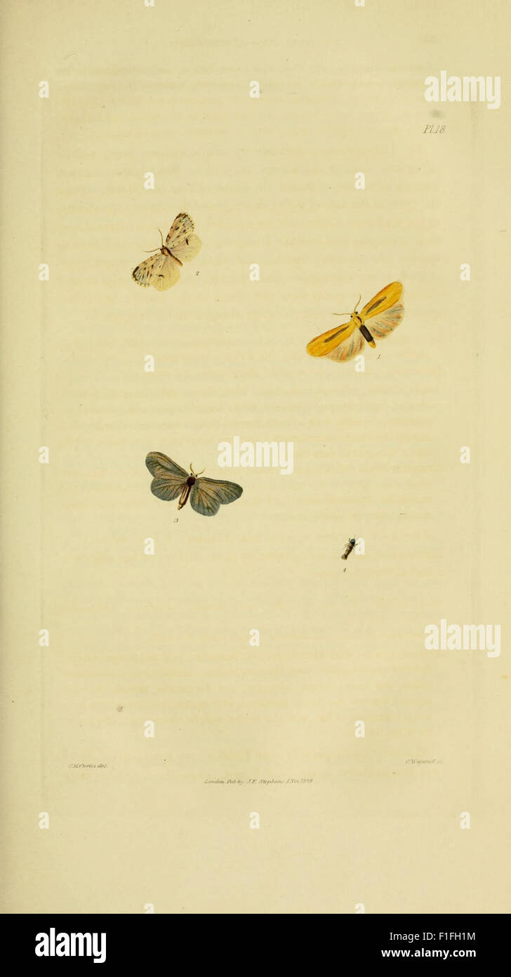 Labelled Insects This work presents detailed illustrations of British insects ...