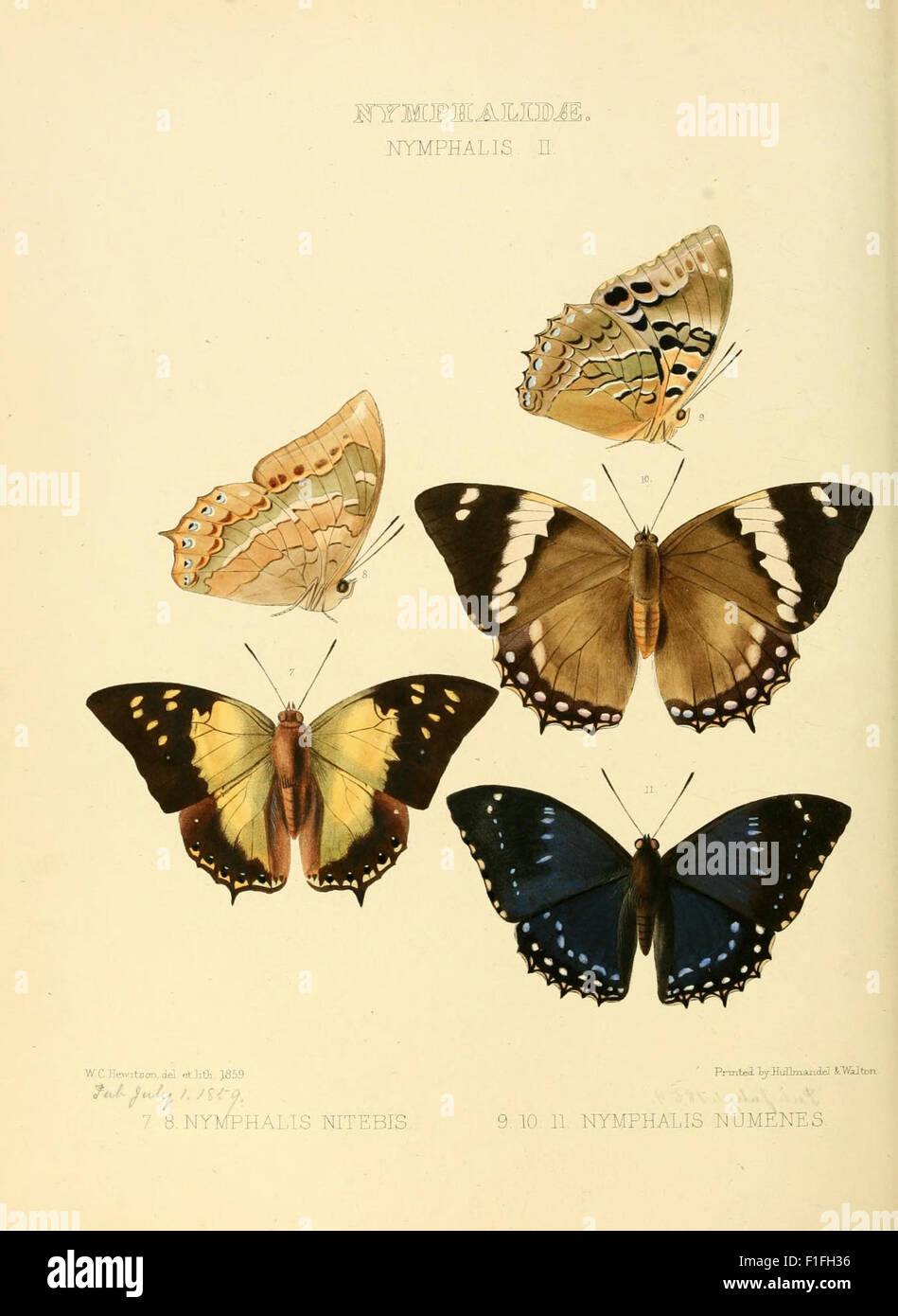 This work showcases detailed illustrations of newly discovered species ...
