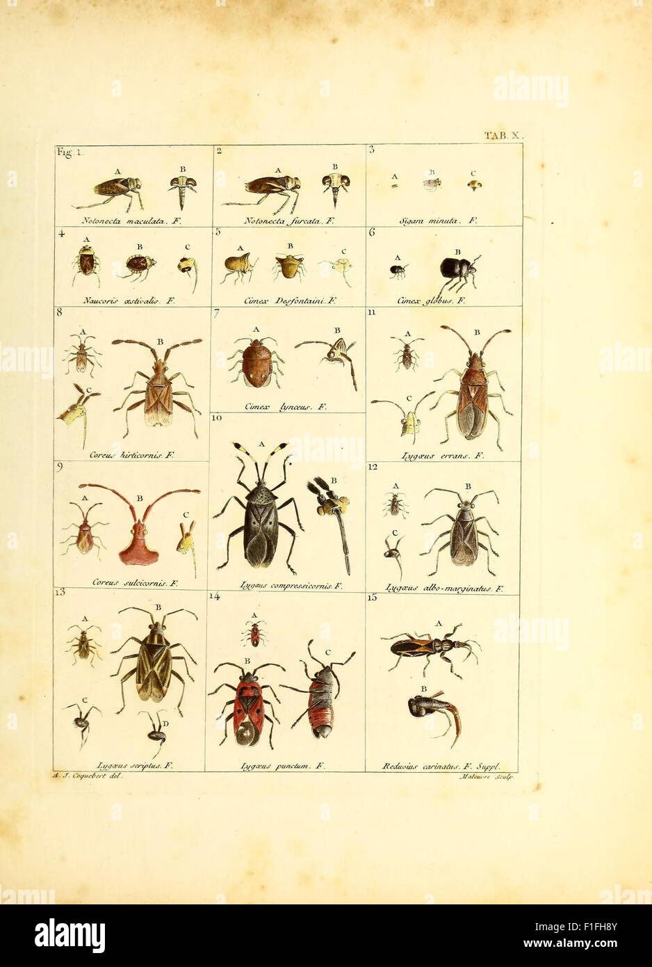 19 Insects This 19th-century illustration work features detailed engravings of ...