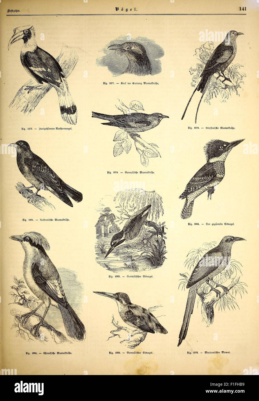 This illustrated work presents a detailed history of the animal kingdom ...