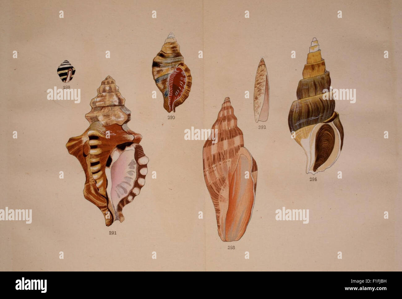 The 'Kaisenshu' is a vintage catalog focusing on the mollusks and
