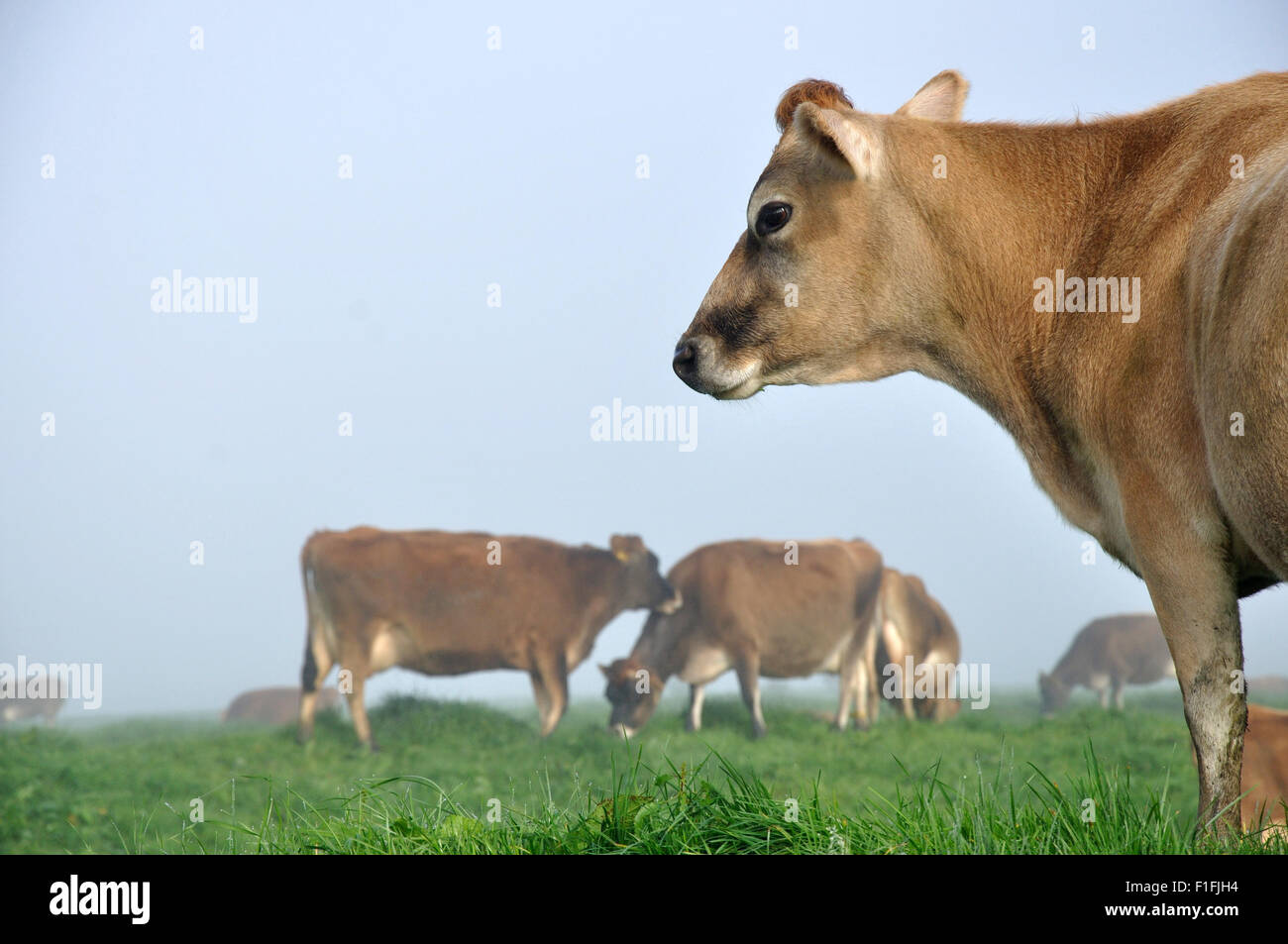 Jersey cow hires stock photography and images Alamy