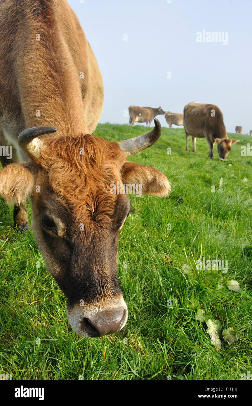 Jersey Cow on pasture at a West Coast farm, New Zealand Stock Photo Alamy