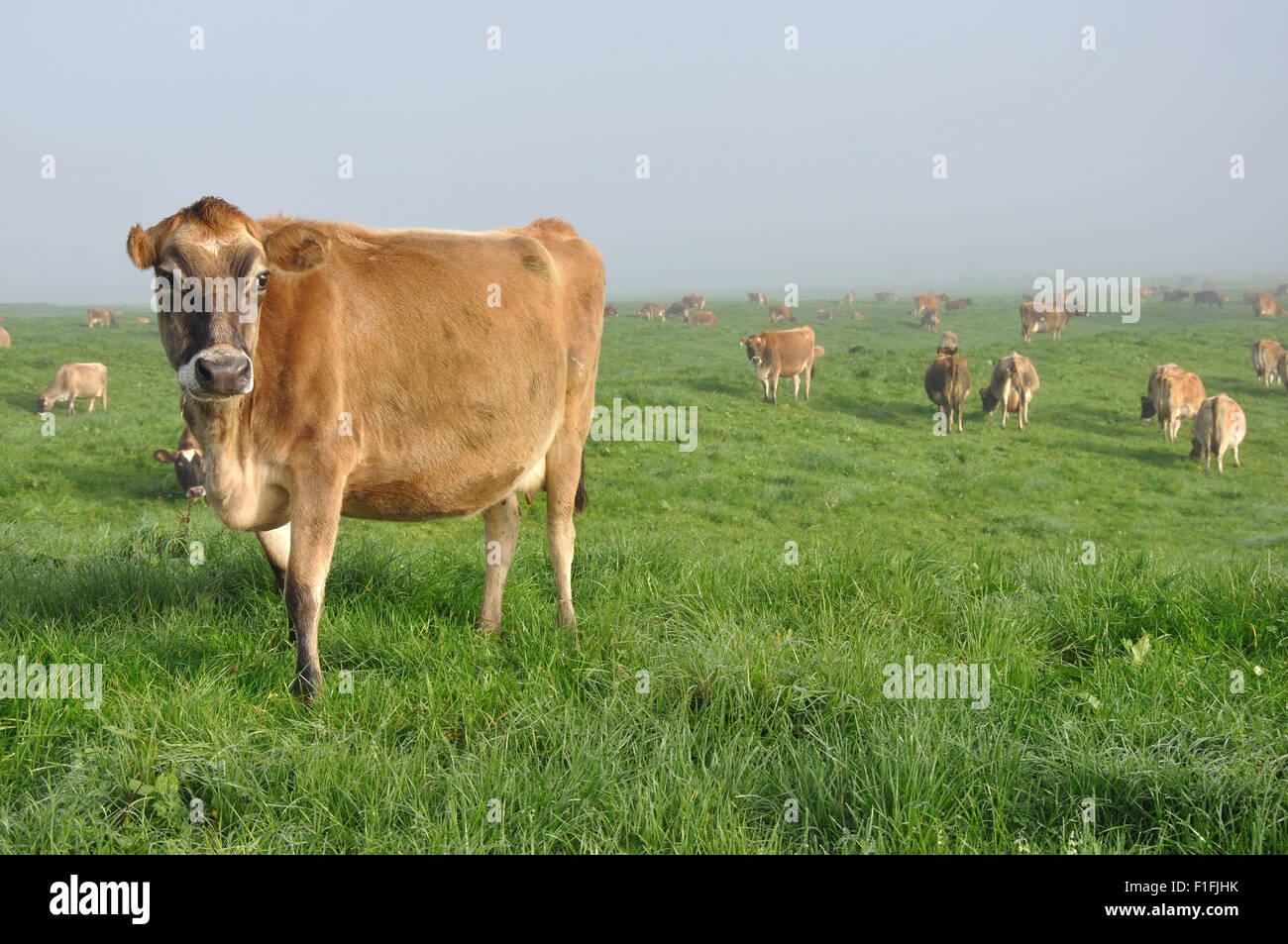 Jersey Cow on pasture at a West Coast farm, New Zealand Stock Photo - Alamy