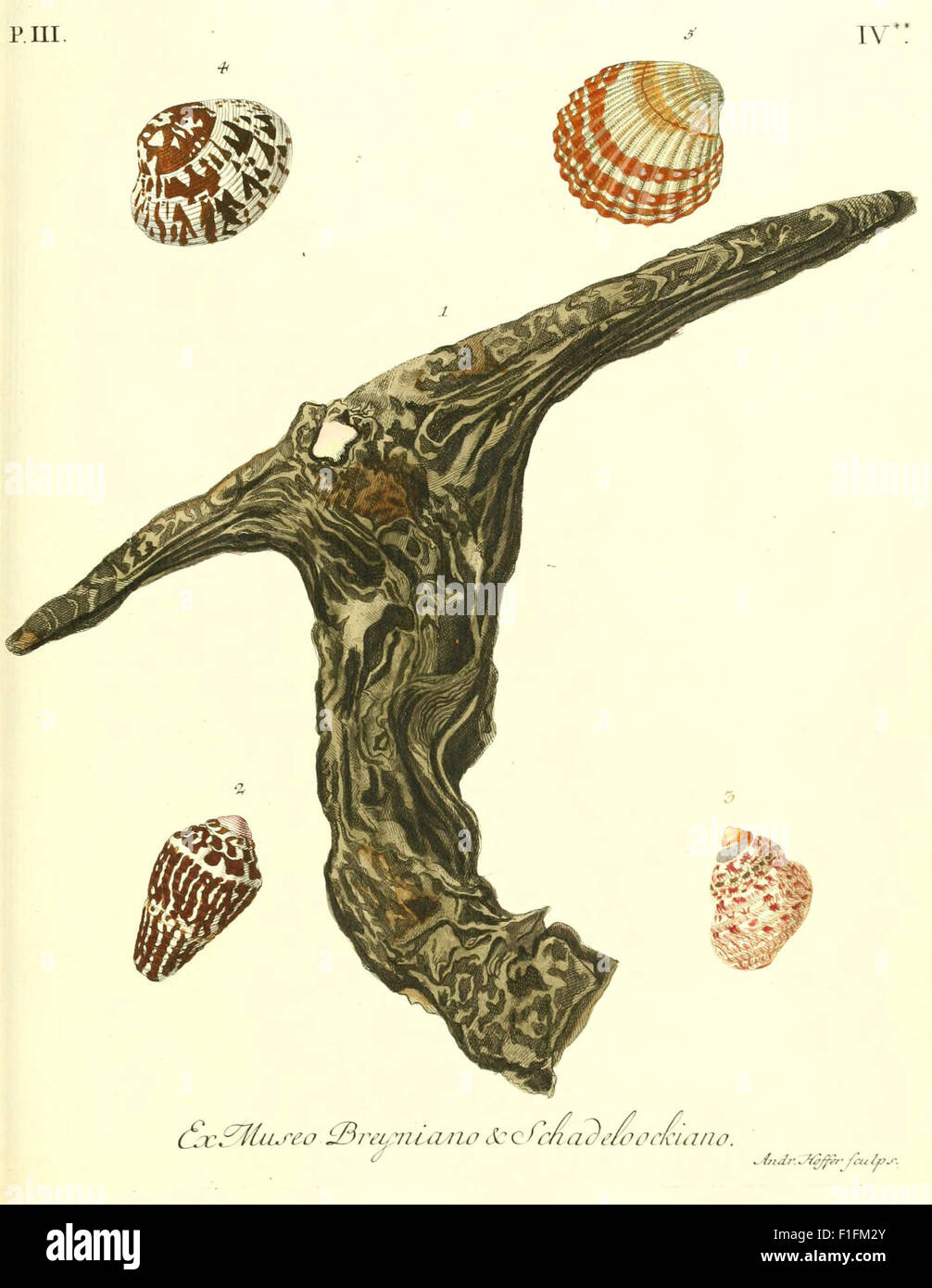 Depictions of different types of shells hi-res stock photography and ...