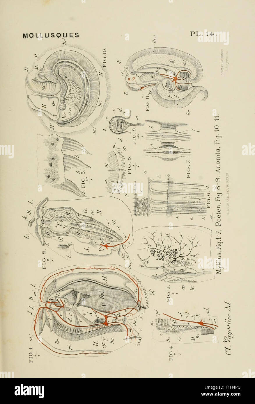 Atlas d'anatomie comparée des invertébrés (Plate 14) Stock Photo