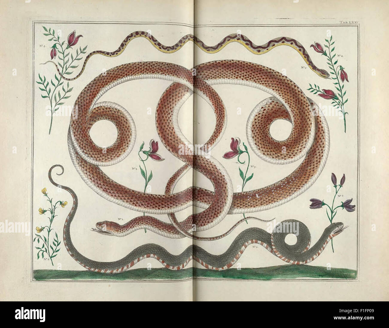 Pre Lineage This comprehensive work, from the pre-Linnean era, provides detailed ...