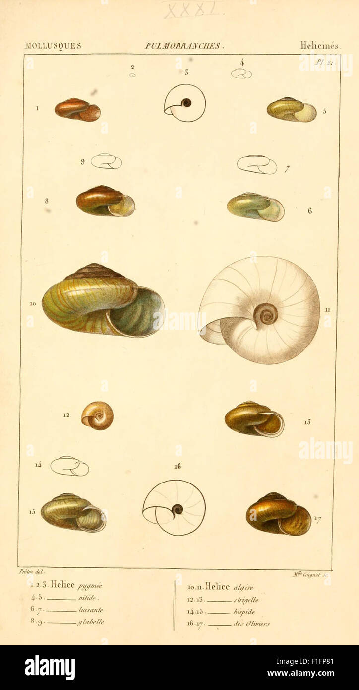 A historical zoological work detailing the classification and ...