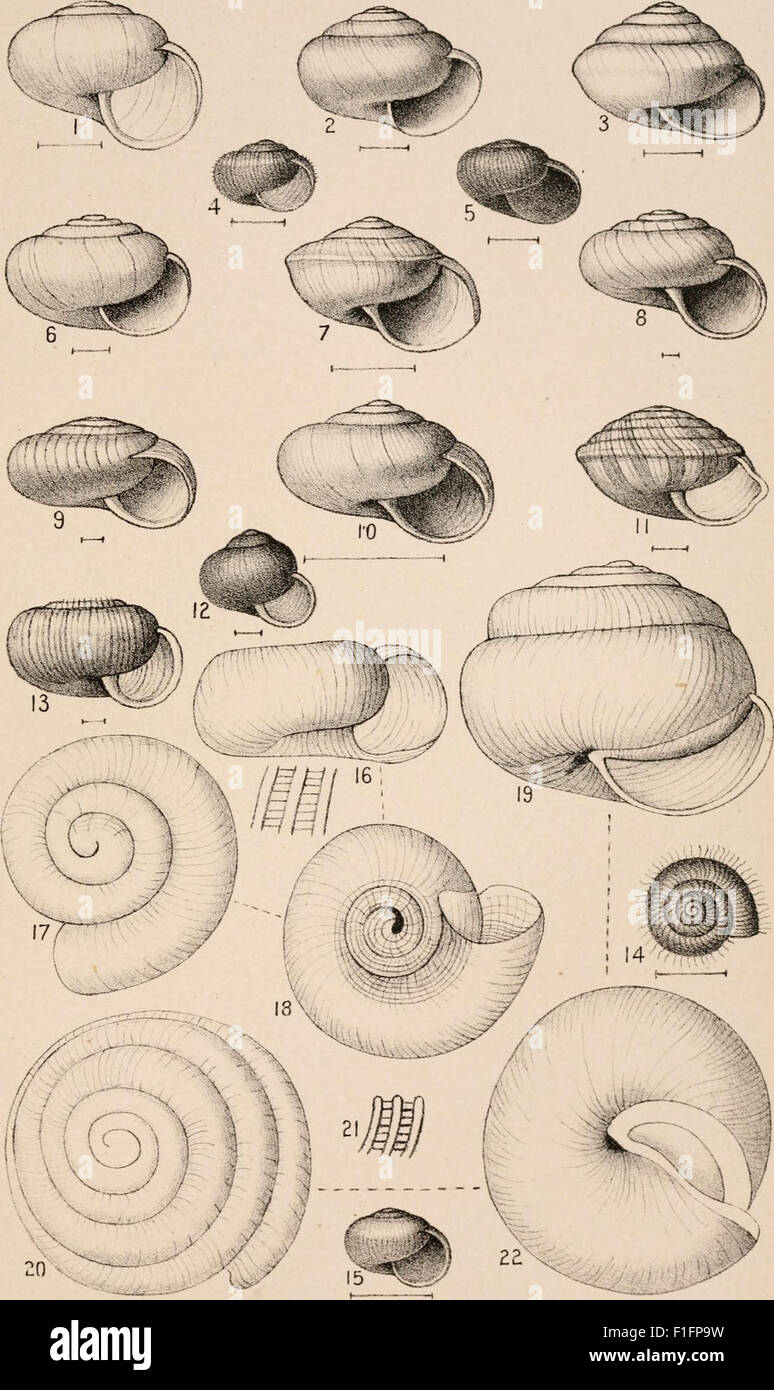 An illustration from the 'Manual of Conchology' (1892), detailing the ...