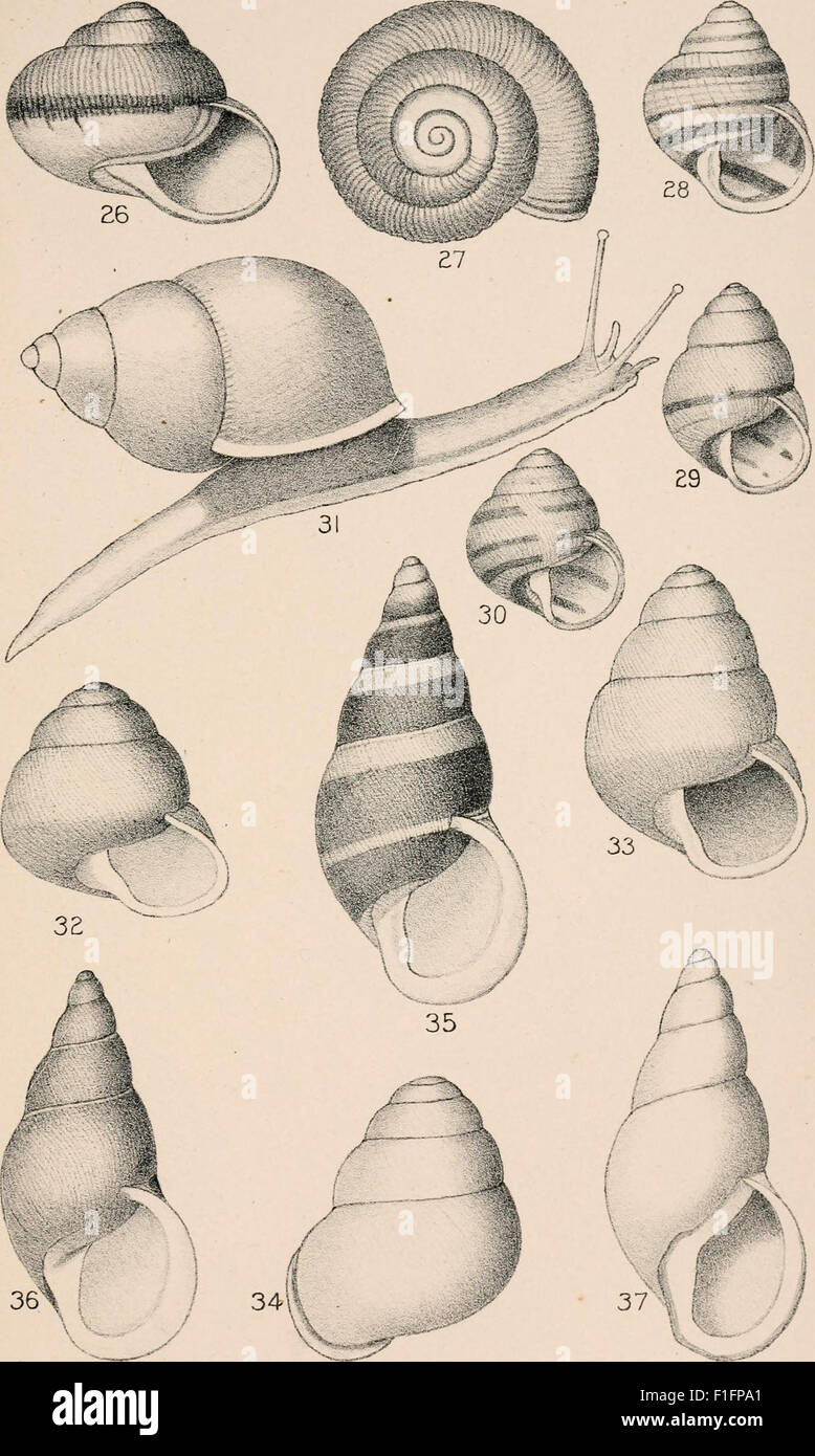 Structure Shellfish The *Manual of Conchology* (1892) is a historic reference on the ...