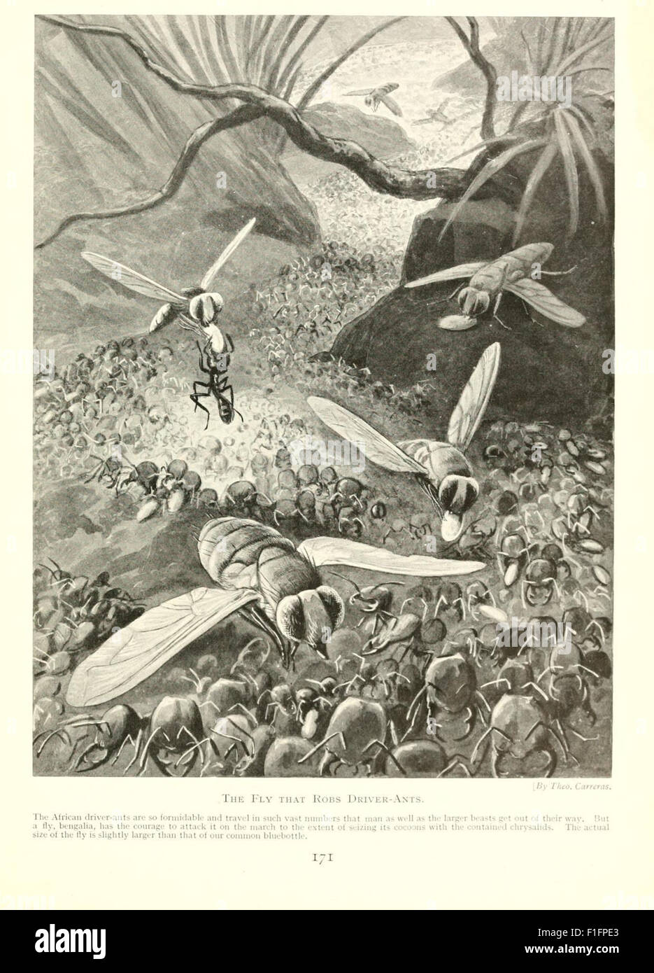 An illustration from 'Marvels of Insect Life,' a book detailing the ...