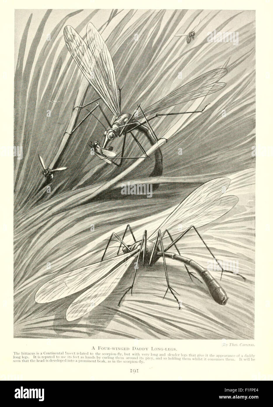 *Marvels of Insect Life* explores the fascinating world of insects ...